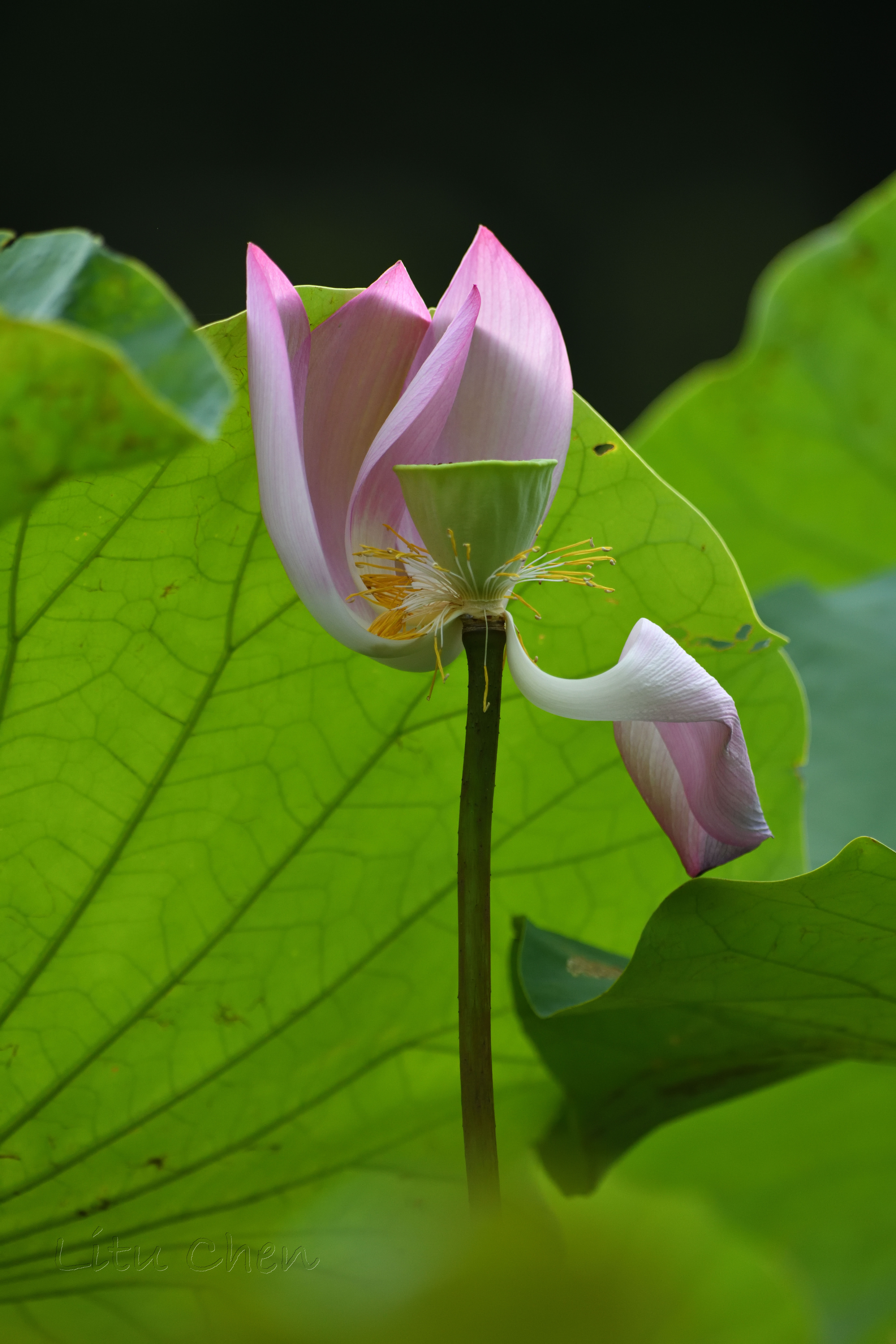 dsc_9391.jpg
