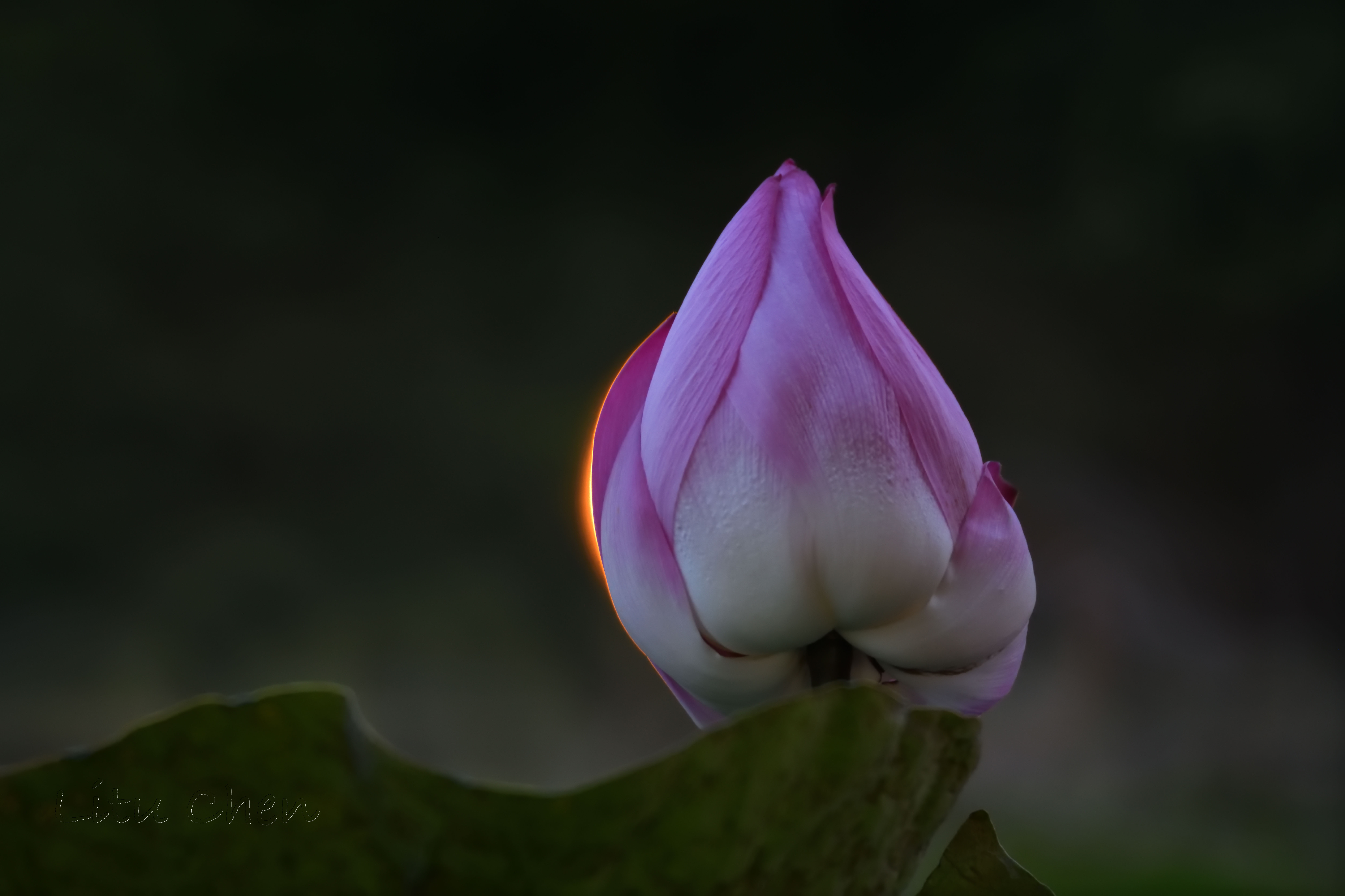 dsc_9607.jpg