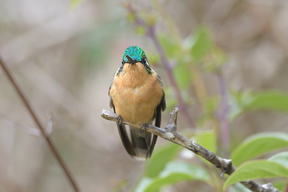 Purple-throated Mountain-gem - female