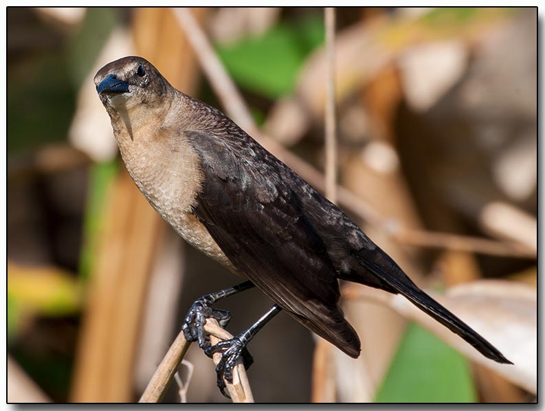 Boat-tailed Grackle - female.jpg