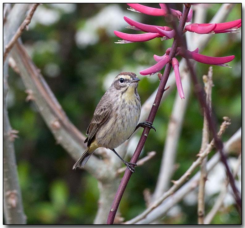 Palm Warbler.jpg