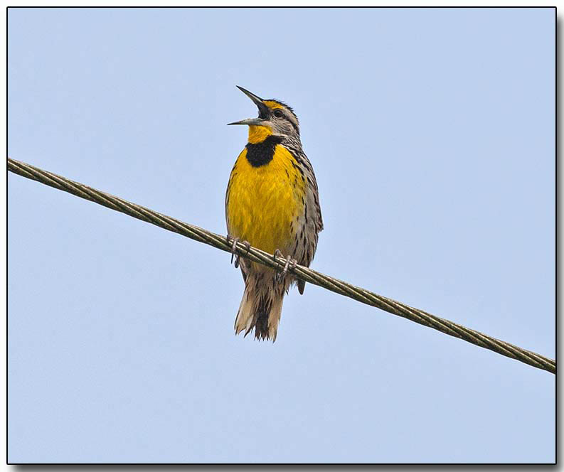 Eastern Meadowlark