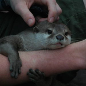 otters for sale near me