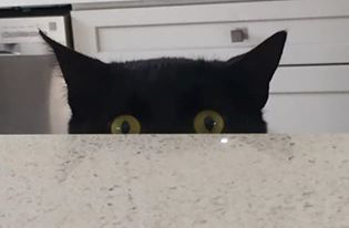 Frankie.jpg