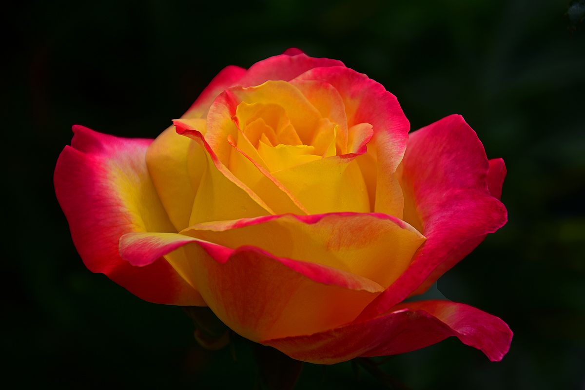 Just one of the many varieties of roses in the gardens here