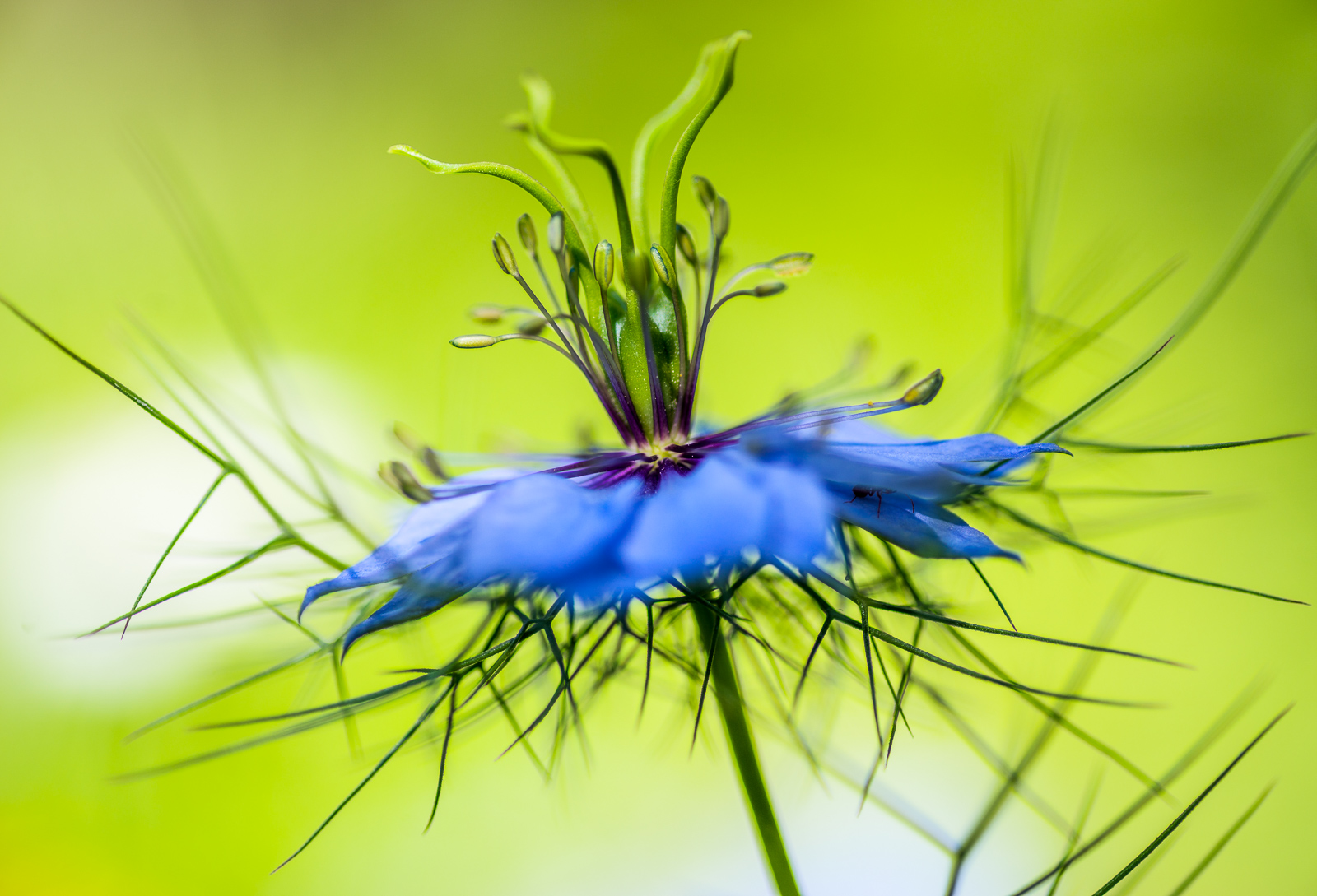 Love-in-a-mist (Nigella damascena)