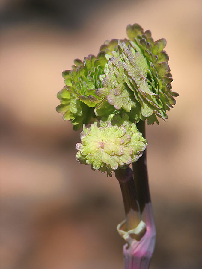 Pigamon  feuilles dancolie (Thalictrum aquilegifolium)