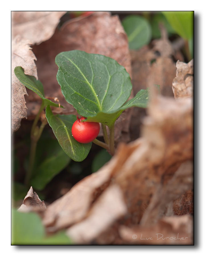 Petit fruit rouge