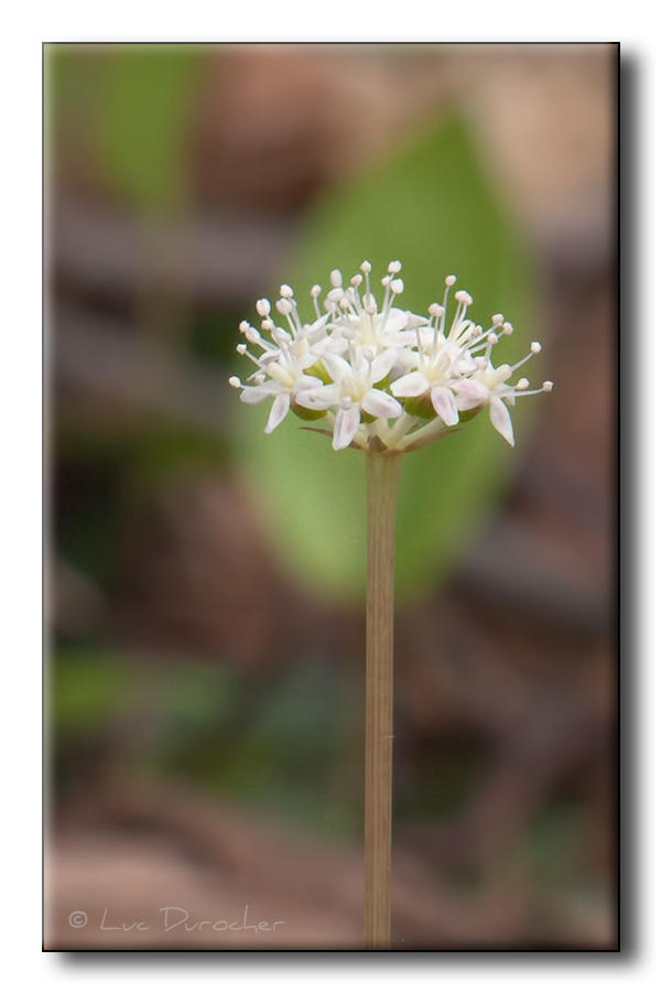 Fleur
