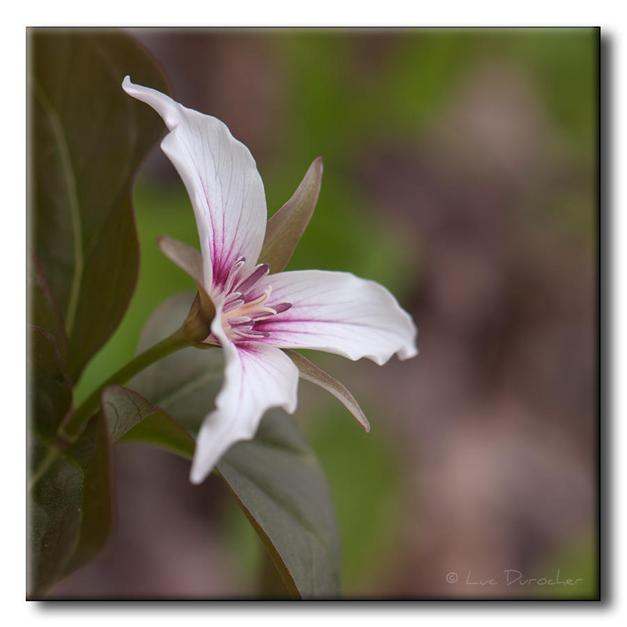 Trille ondul (Trillium undulatum)