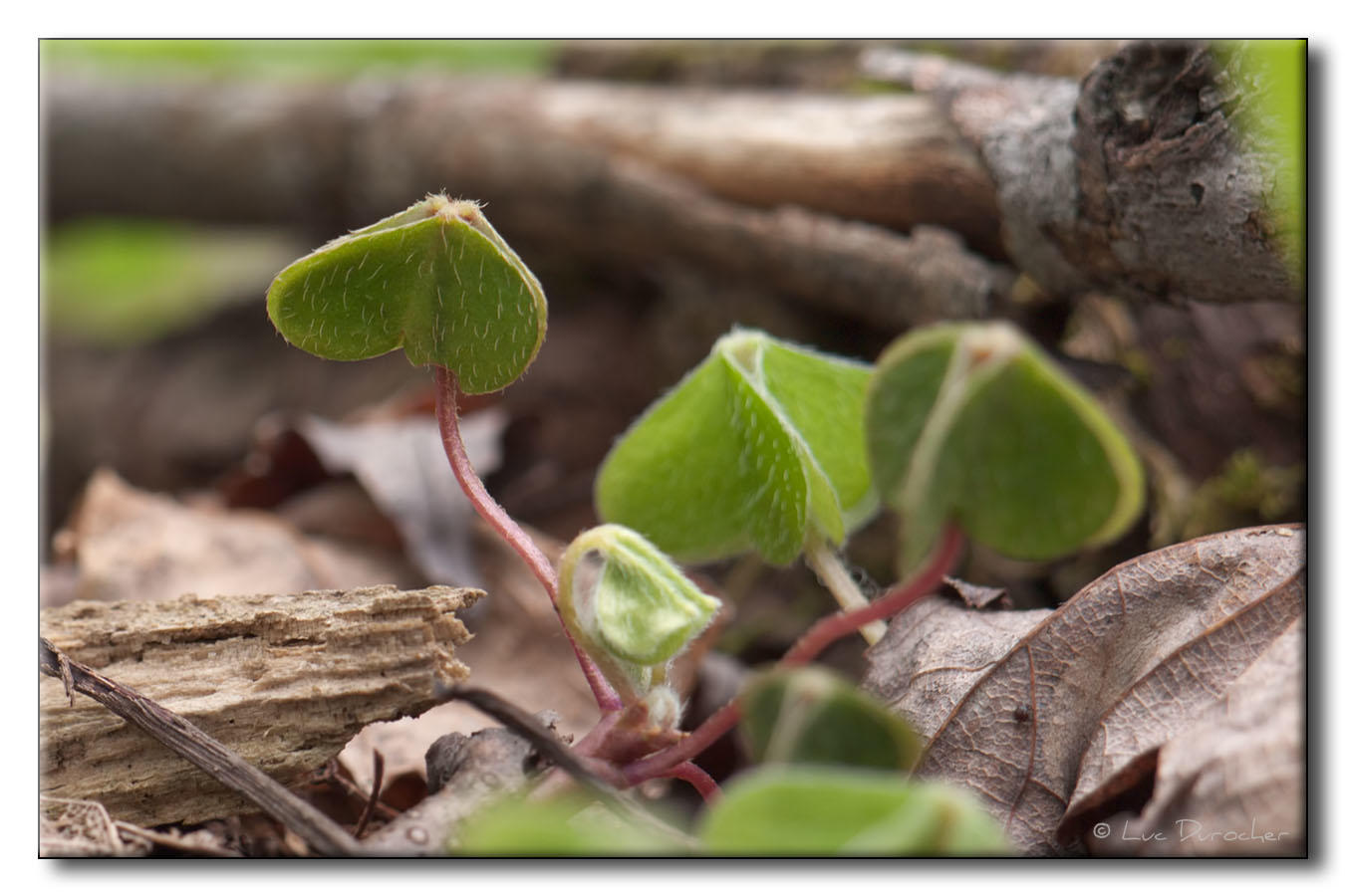 Plante
