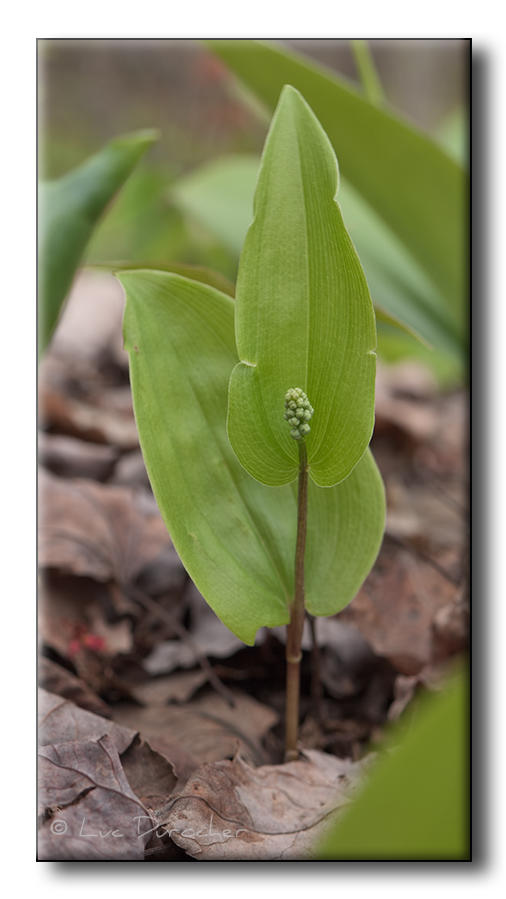 Plante