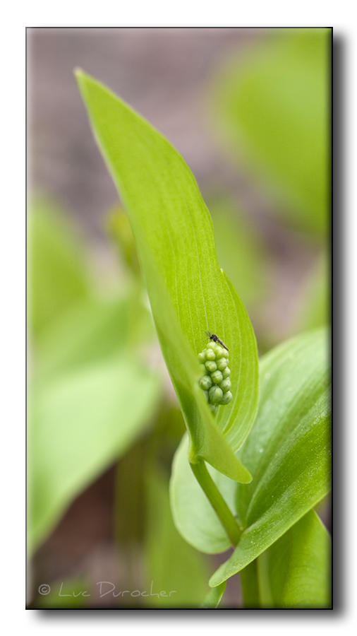 Insecte sur Plante