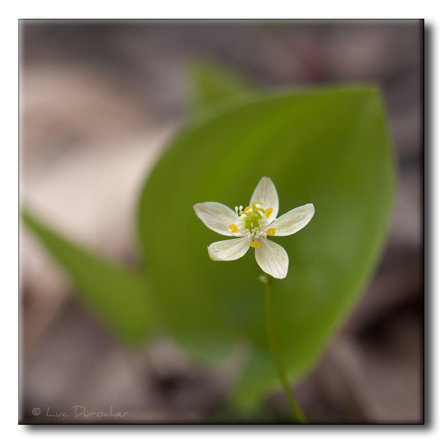 Coptide du Groenland (Savoyane) (Coptis groenlandica)
