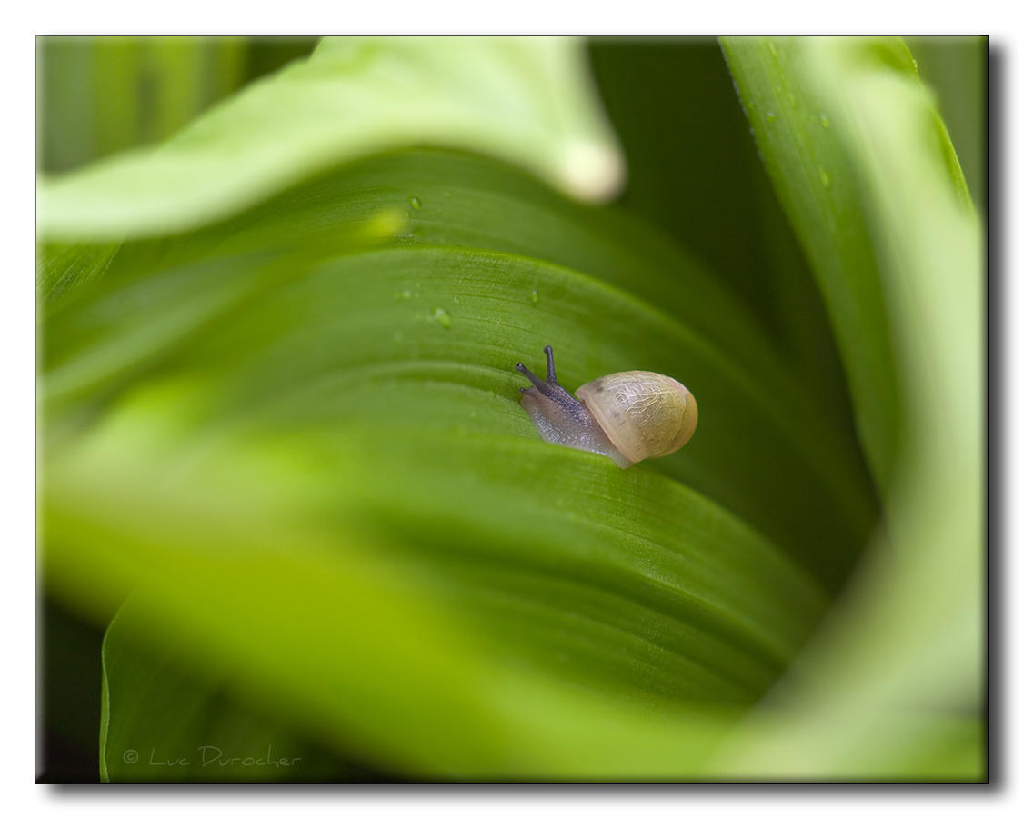 Escargot sur Vratre blanc (Veratrum album)