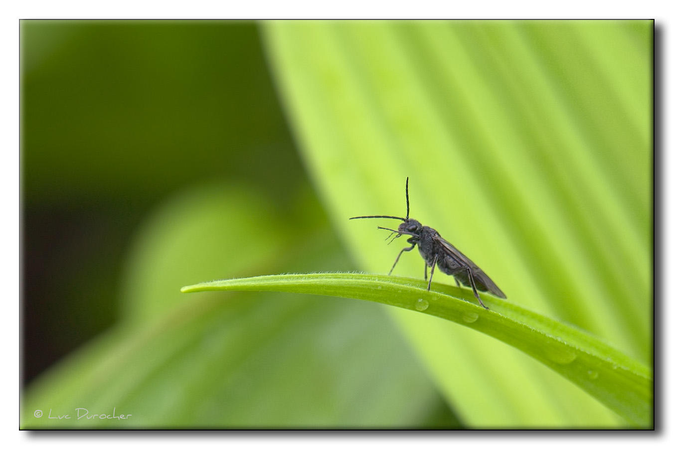 Insecte sur Vratre blanc (Veratrum album)