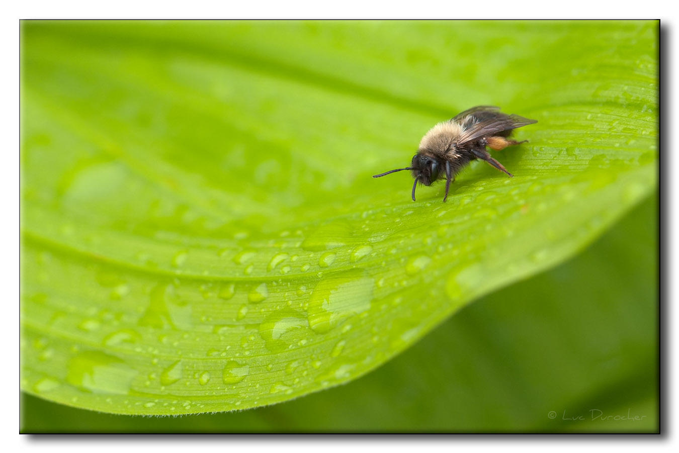 Hymnoptre sur Vratre blanc (Veratrum album)