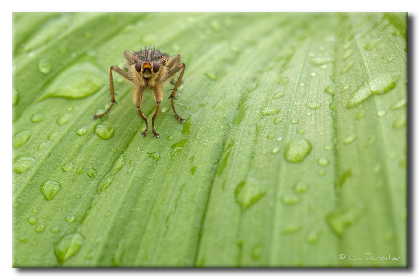 Diptre sur Vratre blanc (Veratrum album)