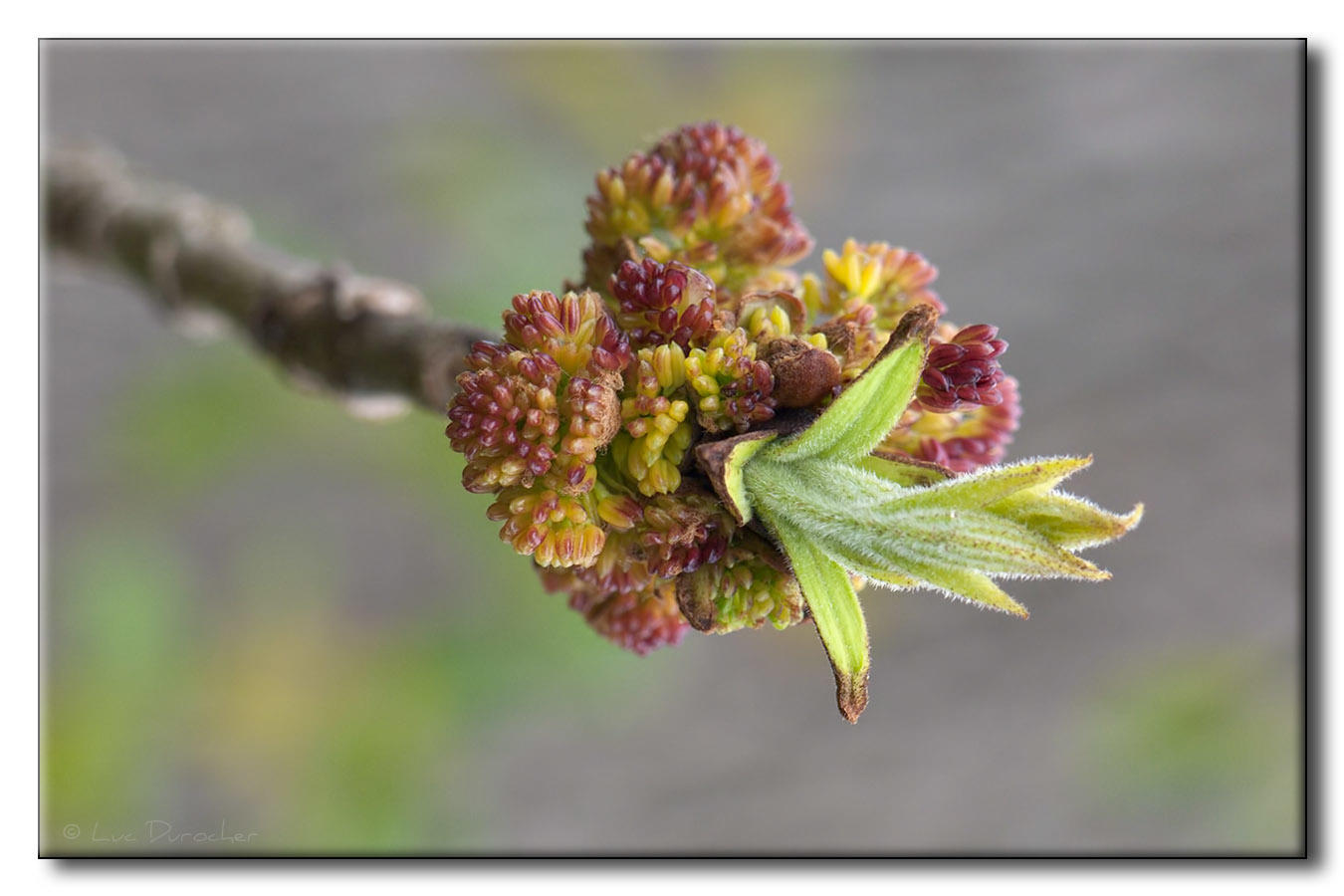 Fleurs de Frne