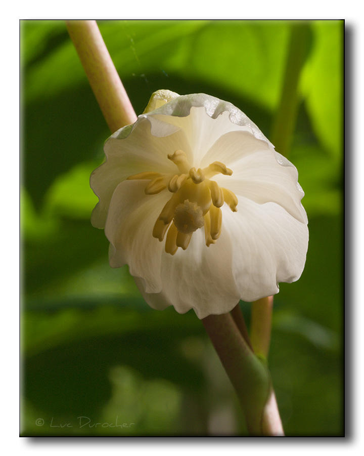 Podophylle pelt - May-apple - Pomme de mai (Podophyllum peltatum)