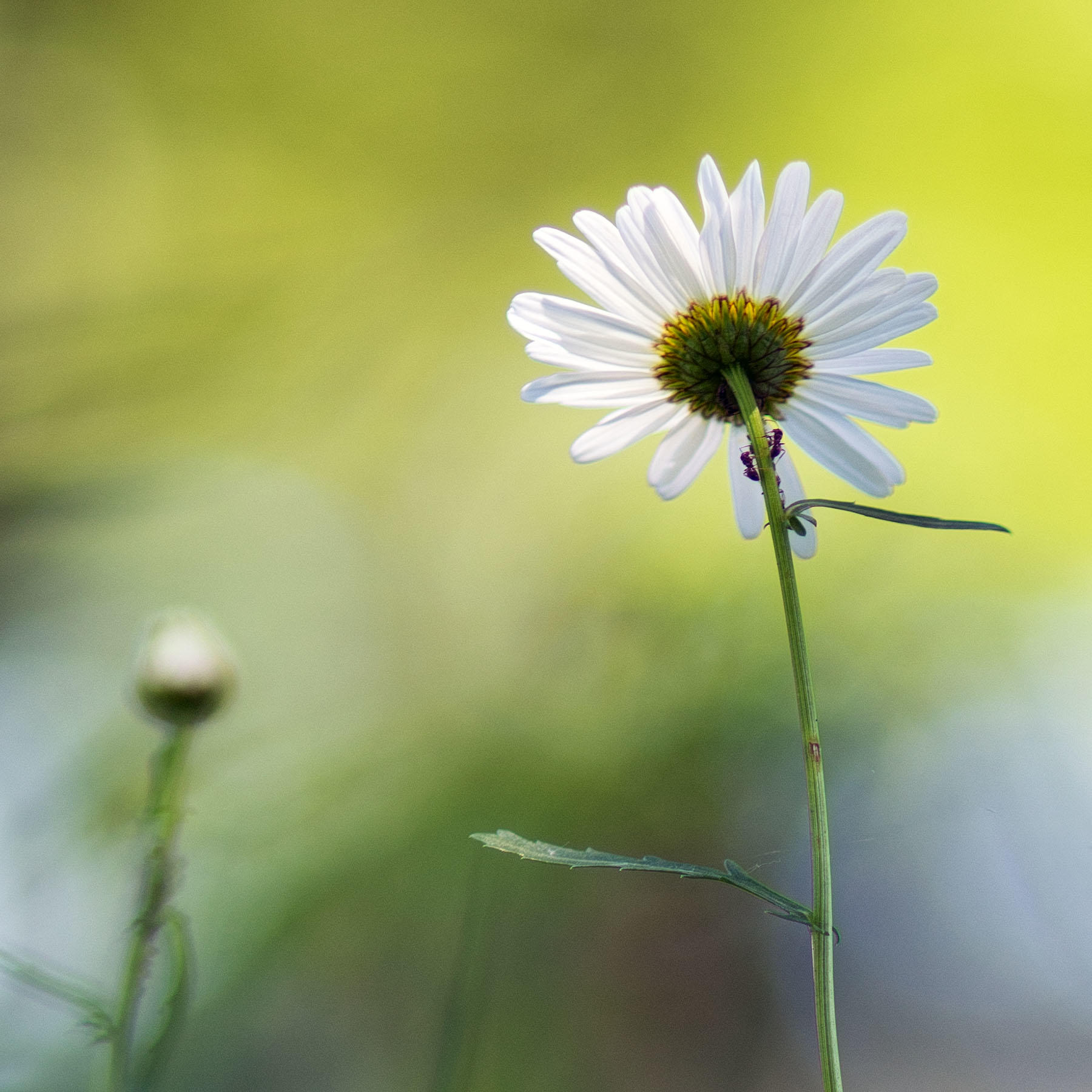 Fourmis sou Marguerite