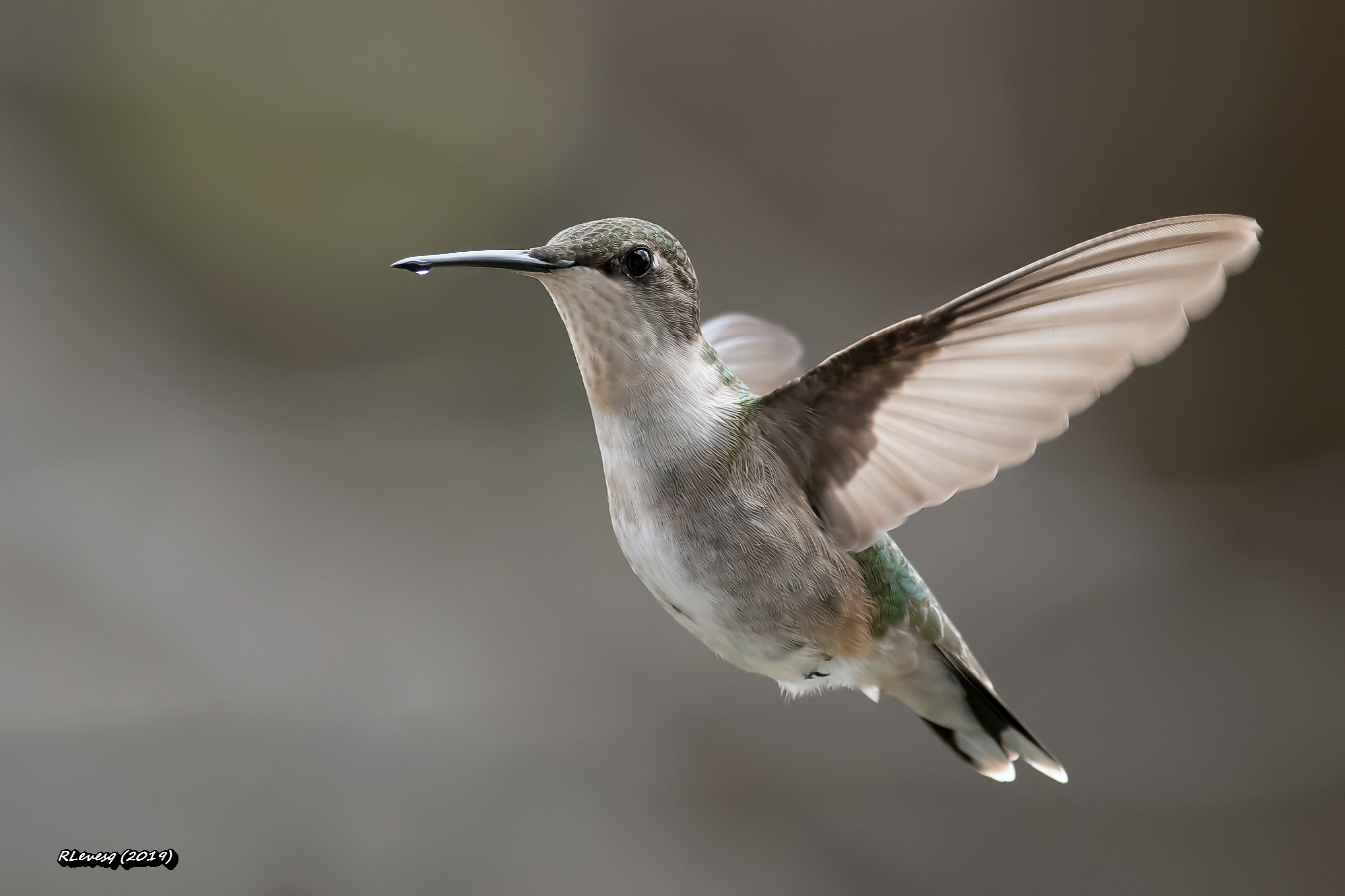 colibri  gorge rubis femelle.jpg