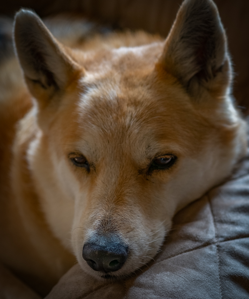 A Poem About Dogs