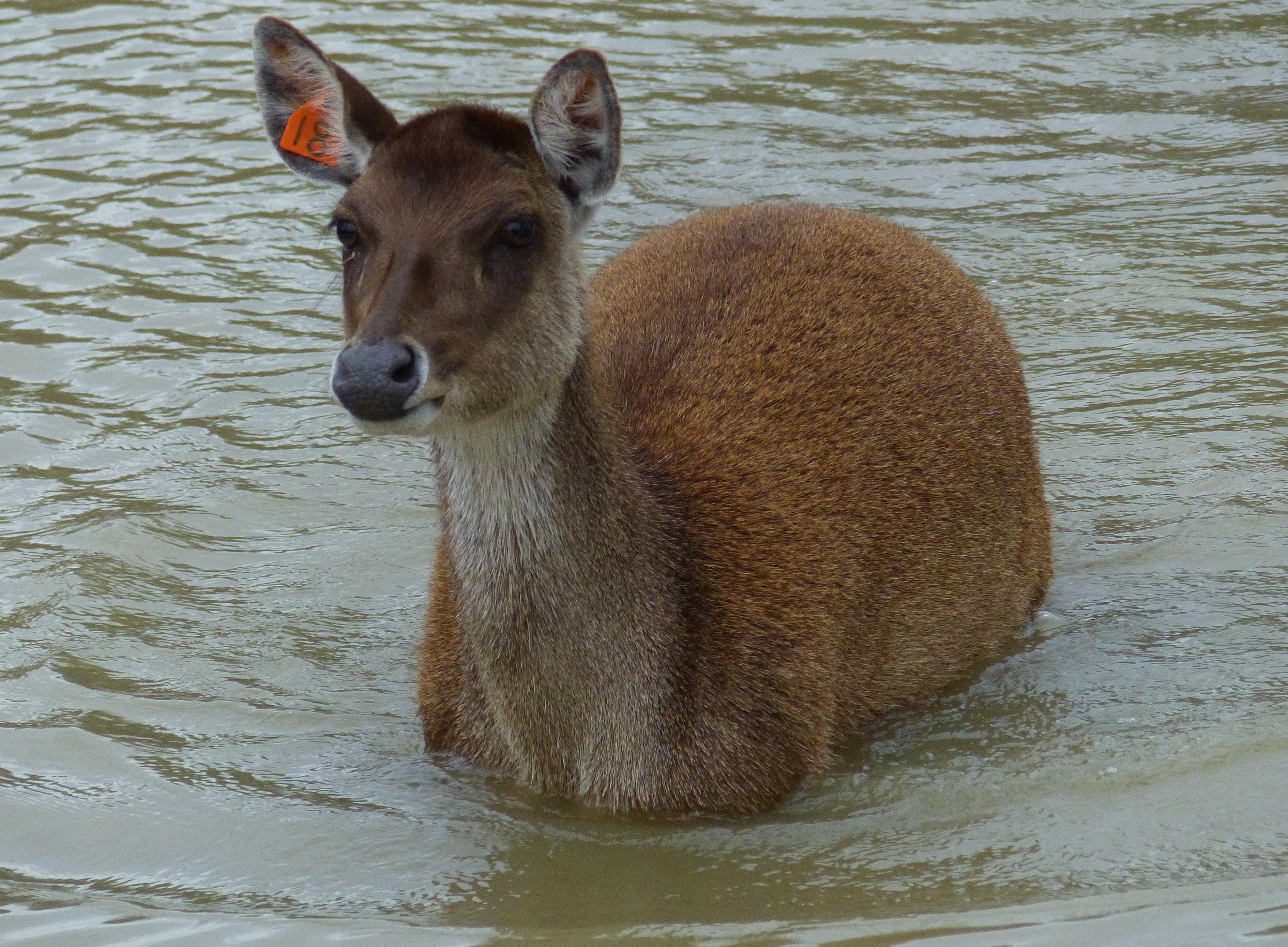 Altina Wildlife Park, Darlinghurst Point, NSW