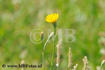 _MBF6317.jpg