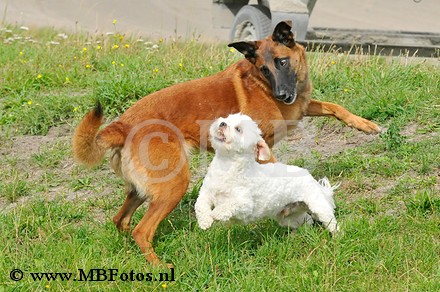 _MBF6777.jpg