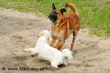 _MBF6781.jpg
