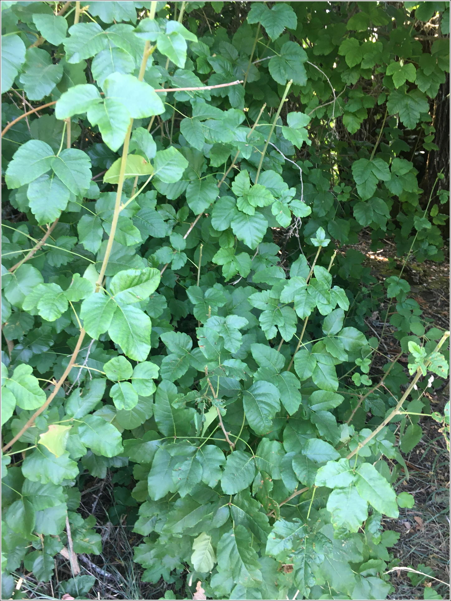 Poison oak approach to cache