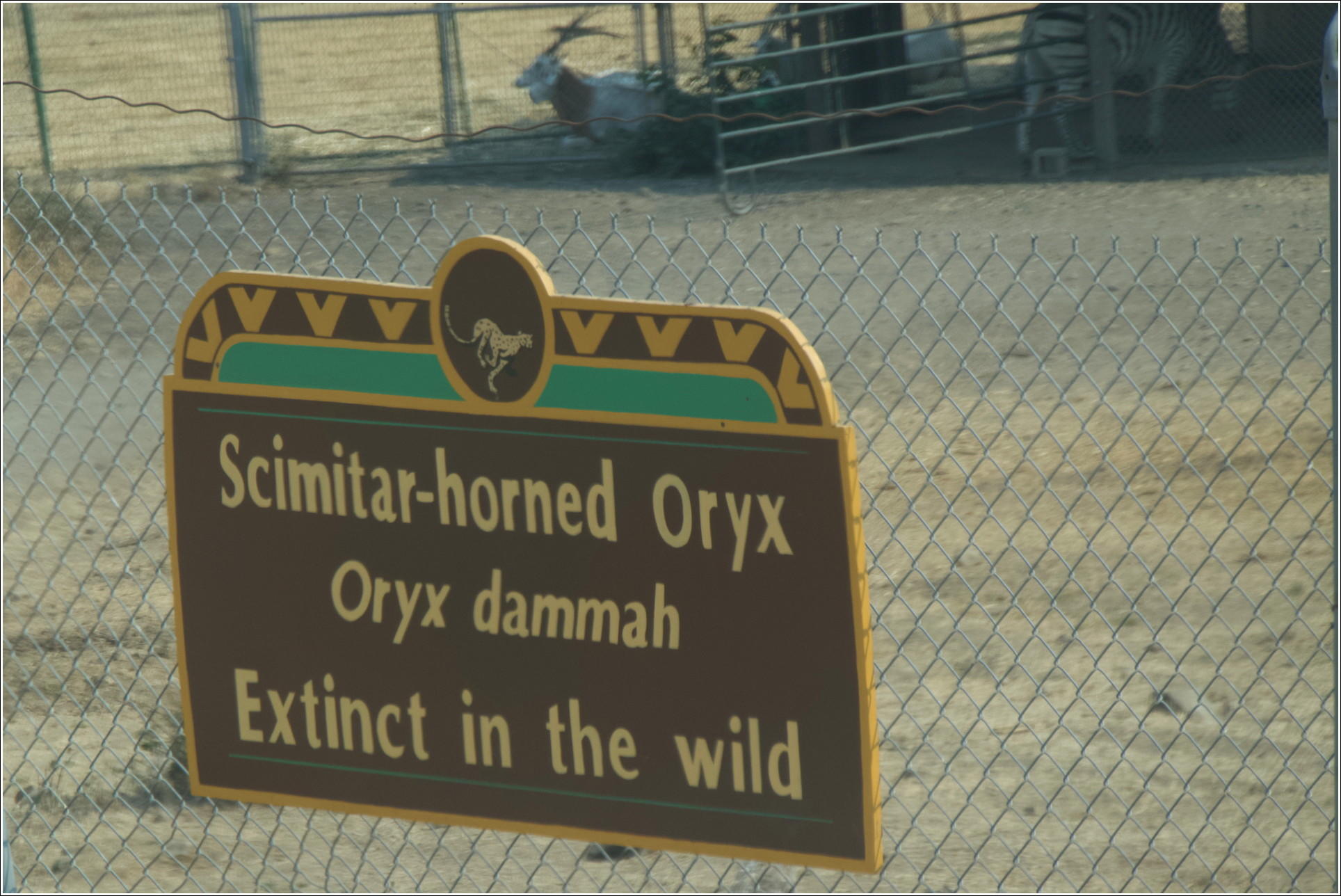 Scimitar-horned Oryx information