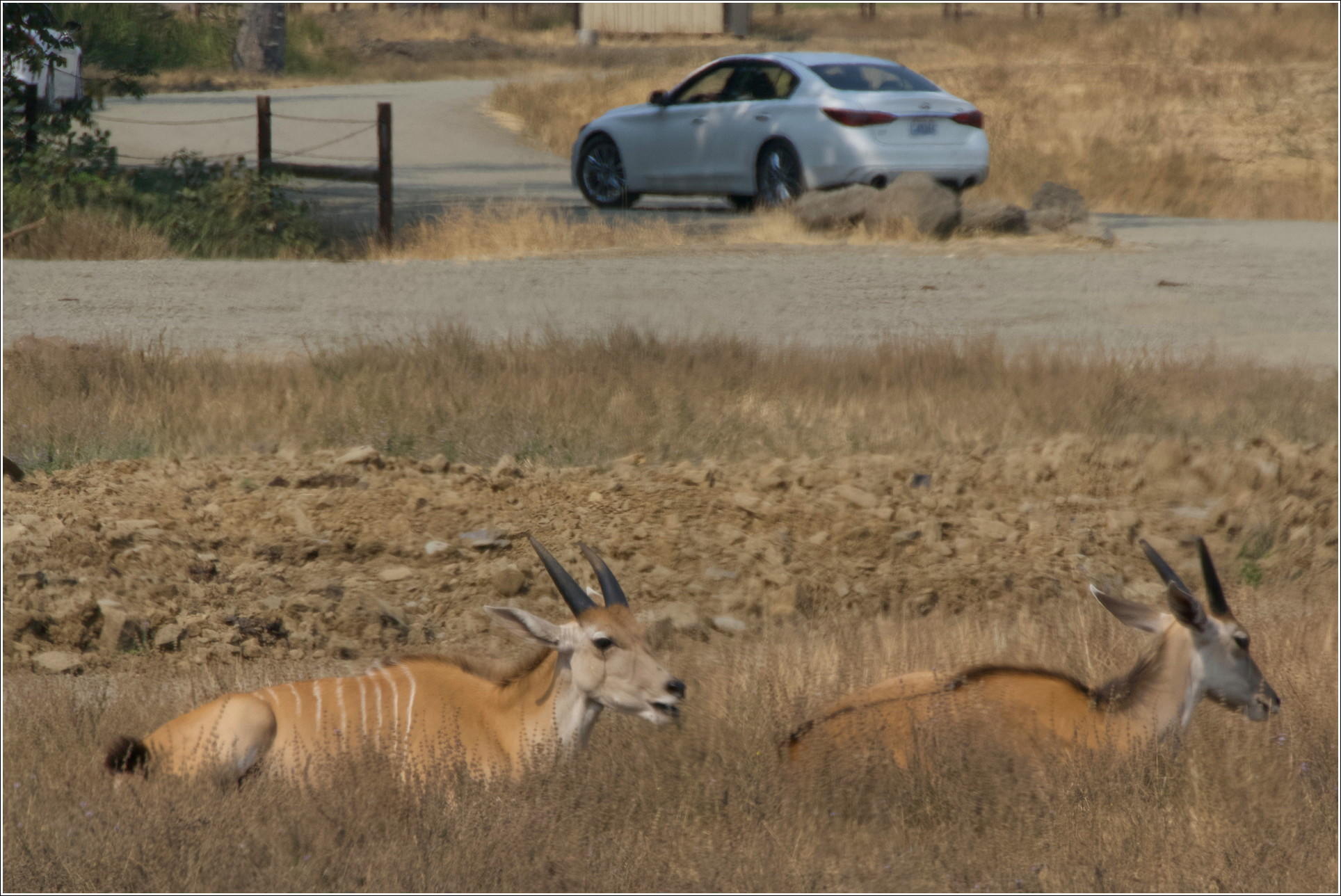 Common Eland - Youngsters?