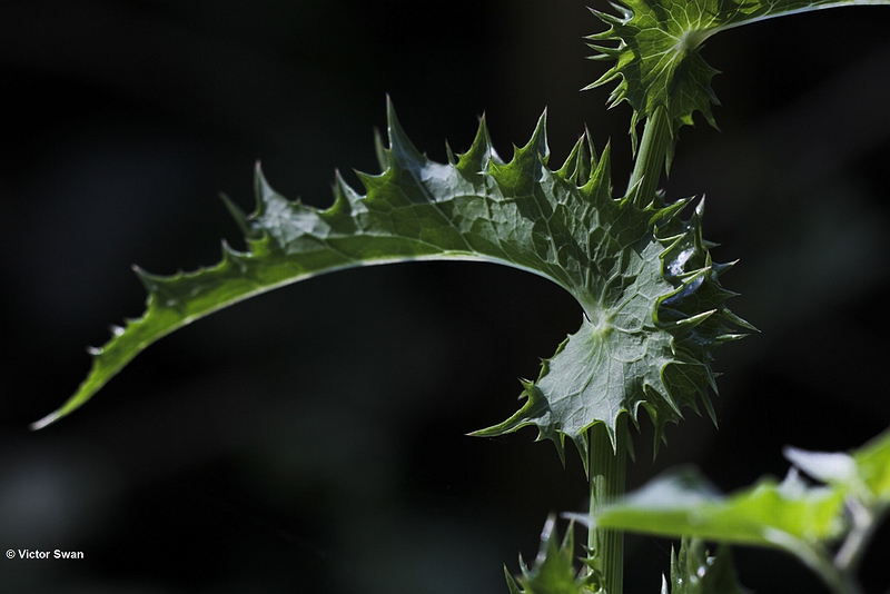 Gekroesde melkdistel - Sonchus asper  (blad).JPG