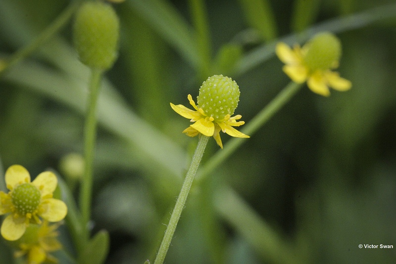 Blaartrekkende boterbloem - Ranunculus sceleratus.JPG
