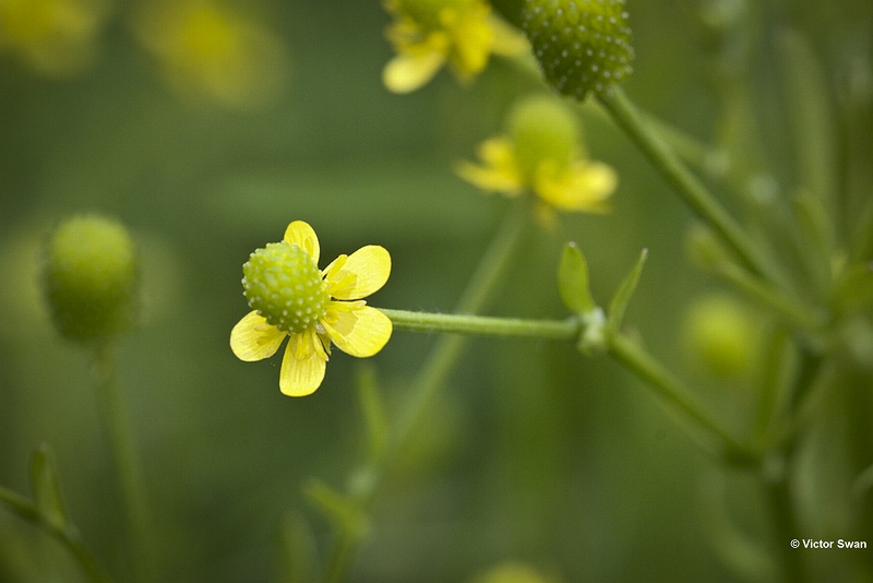 Blaartrekkende boterbloem - Ranunculus sceleratus.JPG