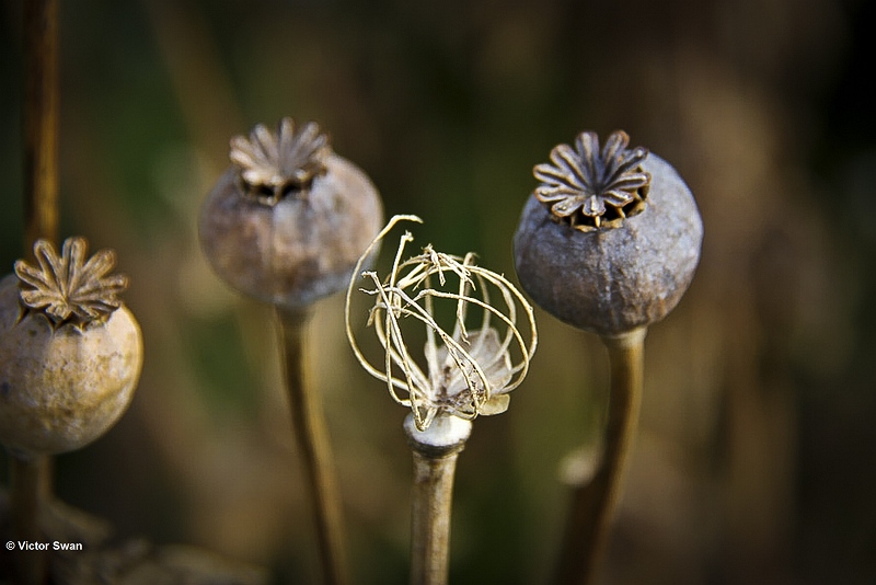 Klaproos - Papaver .JPG