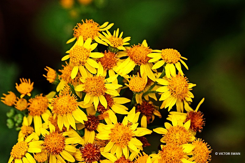 Jakobskruiskruid - Jacobaea vulgaris.JPG
