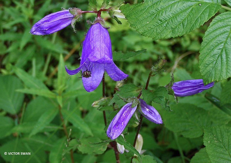 Ruig klokje - Campanula trachelium.JPG