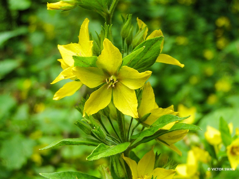 Puntwederik - Lysimachia punctata.JPG