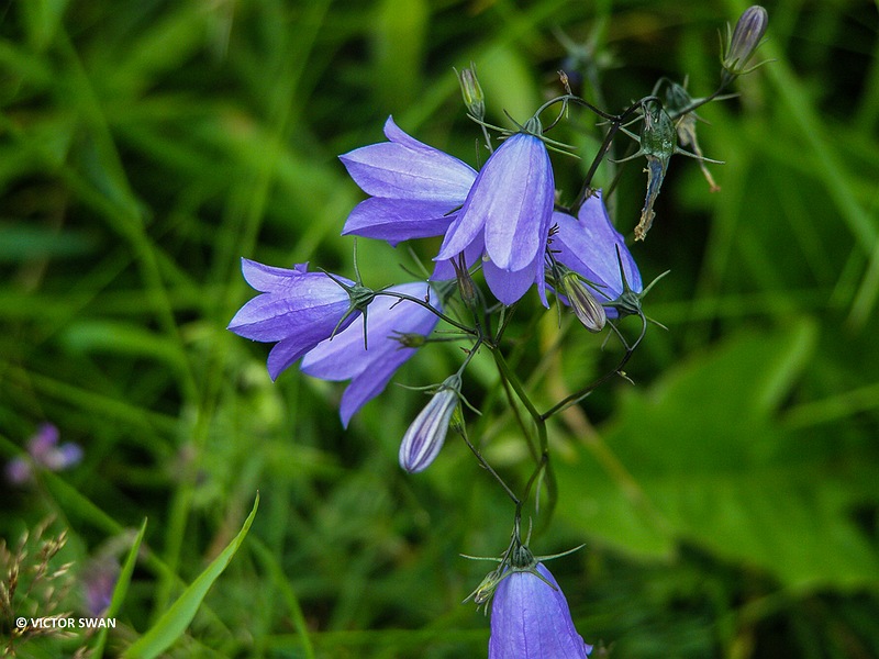 Ruig klokje - Campanula trachelium.JPG
