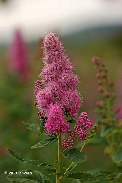 Douglasspirea - Spiraea douglasii.JPG