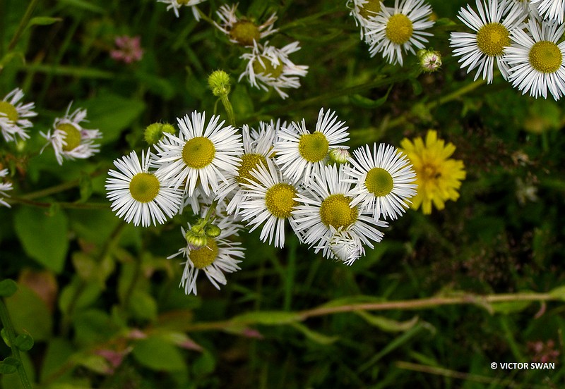 Zomerfijnstraal - Erigeron annuus.JPG