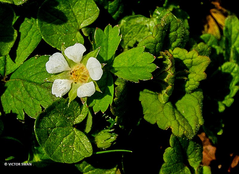Aardbeiganzerik - Potentilla sterilis.JPG