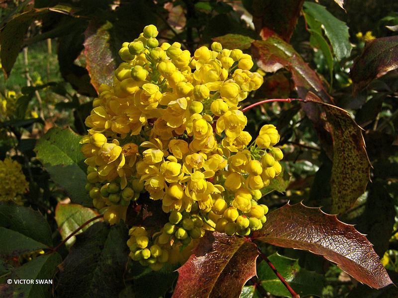 Mahonia - Berberis aquifolium.JPG