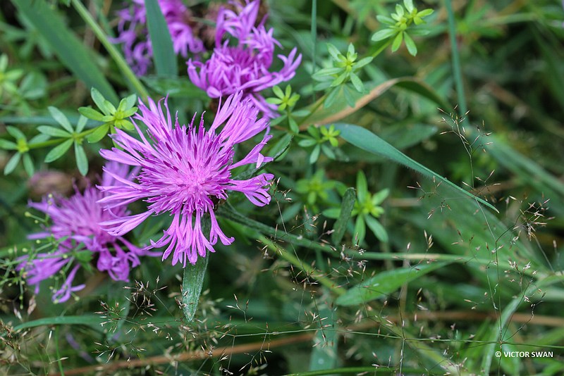 Knoopkruid - Centaurea jacea.JPG
