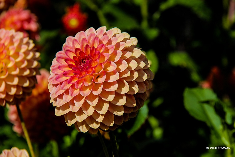 Dahlia-Hillcrest Suffusion.JPG photo - victorswan photos at pbase.com