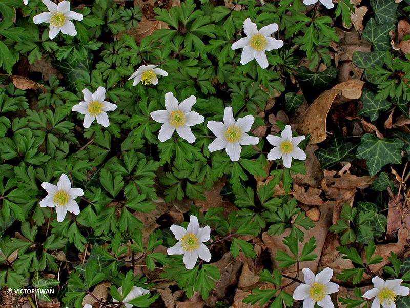 Bosanemoon - Anemone nemorosa.JPG