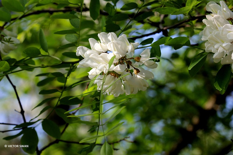 Gewone of Valse acacia - Robinia pseudoacacia.JPG